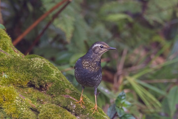 view of a beautiful bird in nature