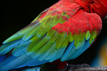 Texture of beautiful feather Macaw bird