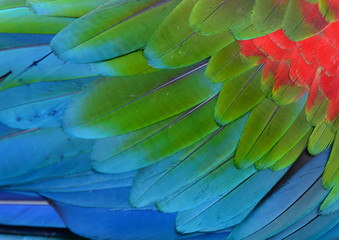 Texture of beautiful feather Macaw