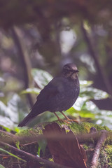 view of a beautiful bird in nature