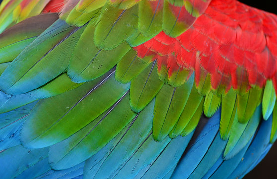 Feather detail of Macaw