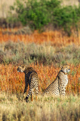 Cheetah, South Africa