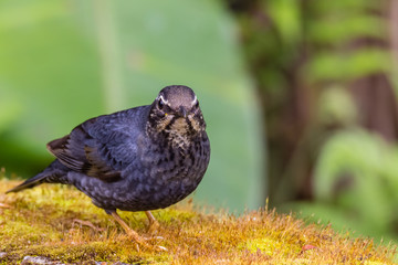 view of a beautiful bird in nature