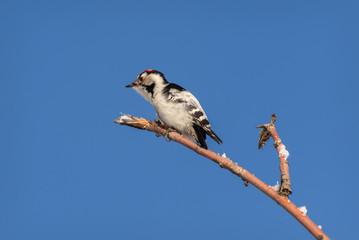 woodpecker motley branch snow winter