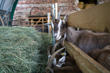 Thüringer Waldziege frisst Heu im Stall