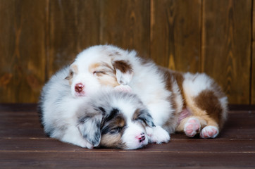 Fototapeta na wymiar Two Australian Shepherd puppies sleeping in an embrace on a dark wooden background