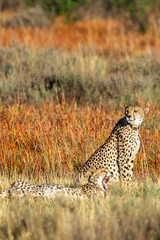Cheetah, South Africa