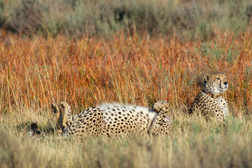 Cheetah, South Africa