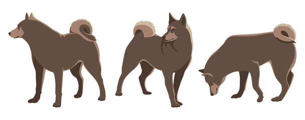 Set of three Husky dogs. Vector illustration on white background.