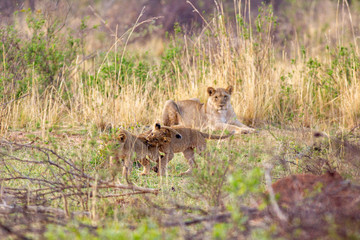 South African Lion in the Savanna