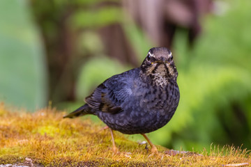 view of a beautiful bird in nature