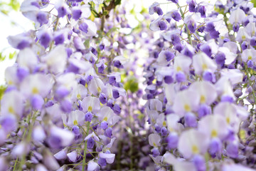 Obraz premium Wisteria, a famous flower of spring