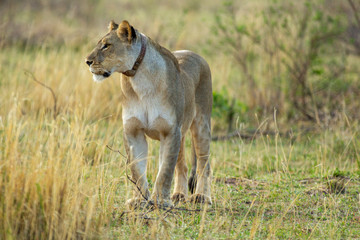 South African Lion in the Savanna