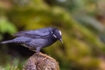 view of a beautiful bird in nature