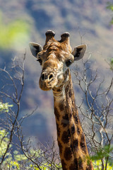 Giraffe South Africa