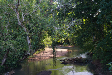 Blick auf einen kleinen Fluss umgeben von Palmen, Sträucher und Bäume, Schönheit der Natur