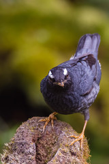 view of a beautiful bird in nature