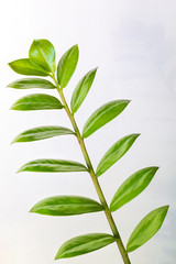 branch with fresh green leaves Zamioculcas zamiifolia on a white background. copy space. vertical