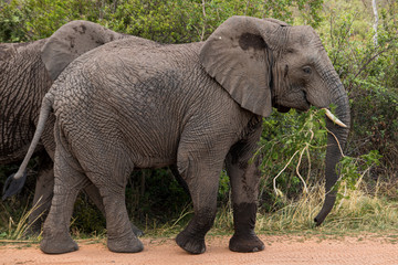 Elephant in the bushes in South Africa