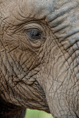 Fototapeta premium Elephant in the bushes in South Africa