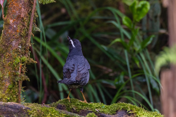 view of a beautiful bird in nature