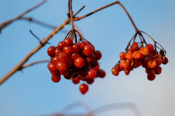 bunches of red viburnum close up on a branch on a cloudy autumn day