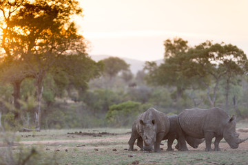 Fototapeta premium Rhino in the wilderness rhinoceros