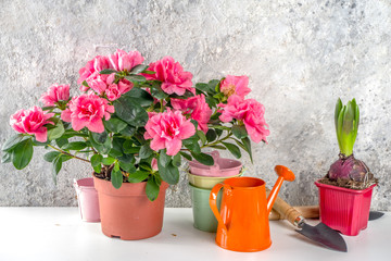 Home gardening, greenhouse concept. Indoor flower garden, Small plant pots with gardening tools. Copy space