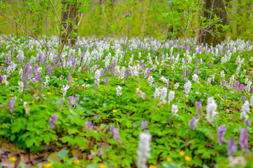Scenic magical spring forest background of violet and white hollowroot Corydalis cava early spring wild flowers in bloom