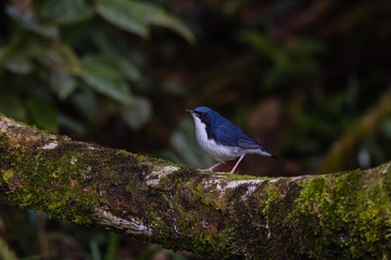 view of a beautiful bird in nature