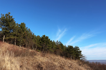 Pine wood in the mountains in sunny day. Scenic landscape with fairy coniferous forest and blue sky with white clouds