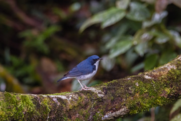 view of a beautiful bird in nature