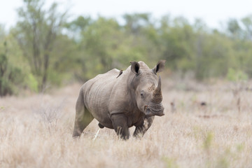 Rhino in the wilderness rhinoceros