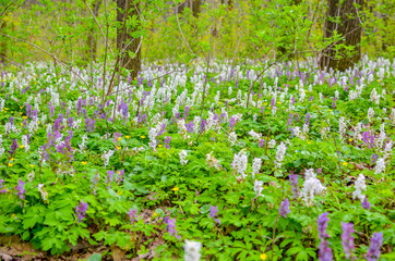 Scenic magical spring forest background of violet and white hollowroot Corydalis cava early spring wild flowers in bloom