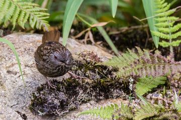 view of a beautiful bird in nature