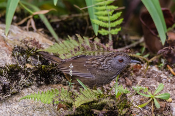 view of a beautiful bird in nature
