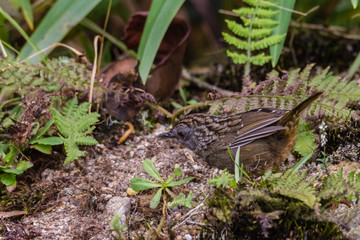 view of a beautiful bird in nature