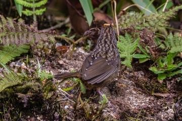 view of a beautiful bird in nature