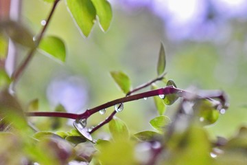 many raindrops on a plant