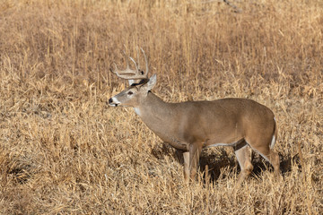 Buck Whitetail Deer in Colorado During the Fall Rut