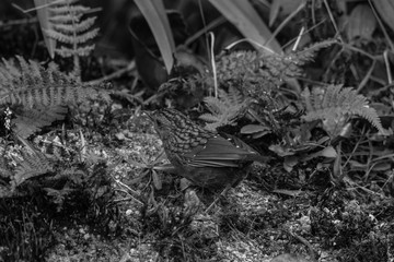 view of a beautiful bird in nature