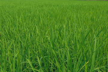 The green baby rice field in thailand for rice background