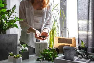 gardening home. Girl replanting green pasture in home garden.indoor garden,room with plants banner Potted green plants at home, home jungle,Garden room, Home gardening, Plant room, Floral decor..