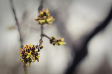 The leaves bloom from the buds in the spring