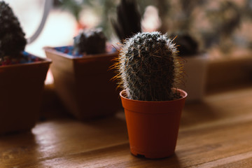 Potted cactus isolated on the table.