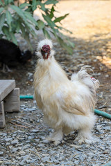The brown  Silky Chicken walking in garden at thailand