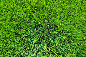The green baby rice field in thailand for rice background