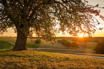 Sunset in an countryside landscape with a beautiful single tree in the foreground. Seen in Franconia / Bavaria, Germany near Kalchreuth in September