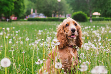 English Cocker Spaniel in a field of dandelions