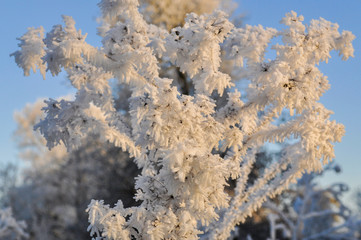 Frosted Bush